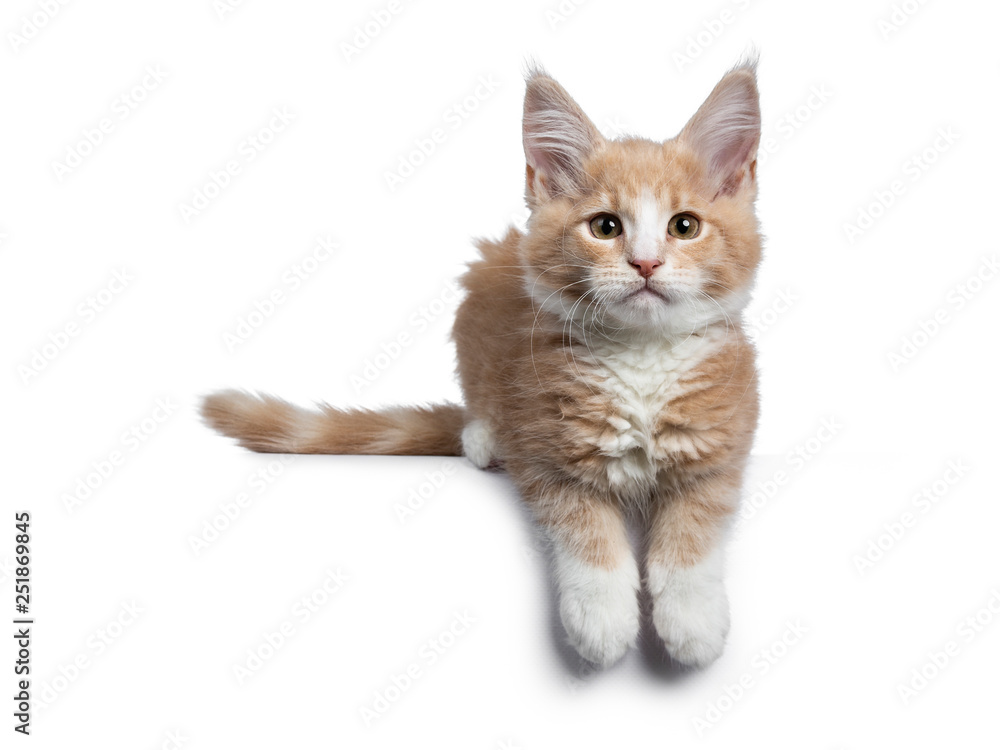 Bold cute creme with white Maine Coon cat kitten laying down facing front. Looking straight at camera with brown curious eyes. Isolated on white backround. Paws hanging over edge, tail beside body.
