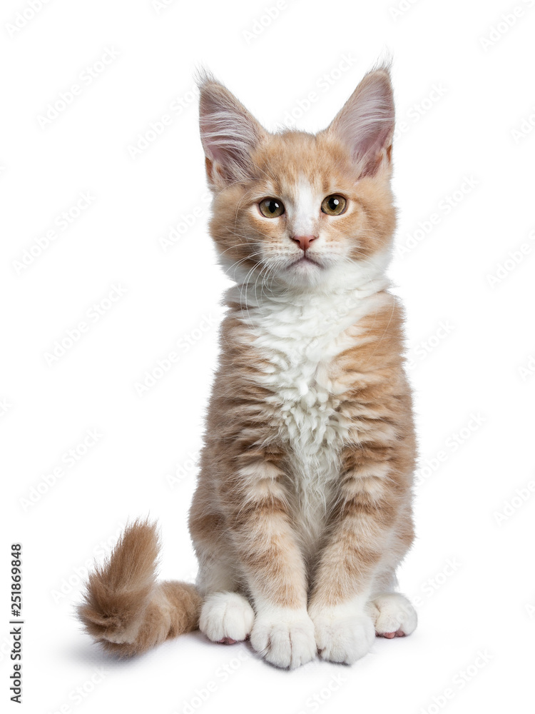 Bold cute creme with white Maine Coon cat kitten sitting straight up facing front. Looking at camera with brown curious eyes. Isolated on white backround. Tail curled around body.