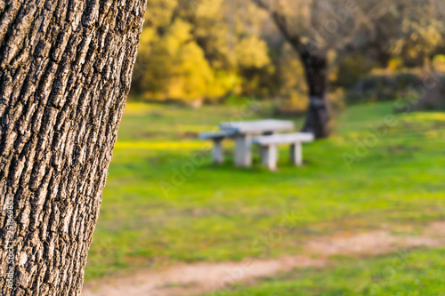 paisaje de tronco de árbol con mesa de piedra al fondo