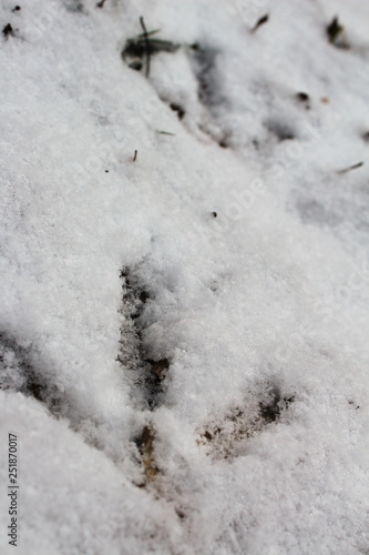 Close Up View of a Turkey Track in Fresh Powdery White Snow