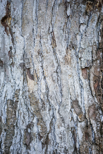 Birch Tree Trunk