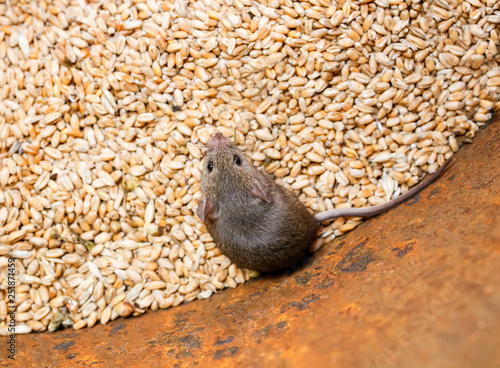 little scared gray rodent mouse sitting in a barrel with a supply of wheat grains and spoil the harvest