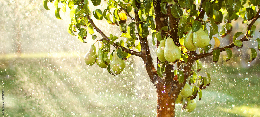 Spring garden background. Summer rain in fruit garden - obrazy, fototapety, plakaty 