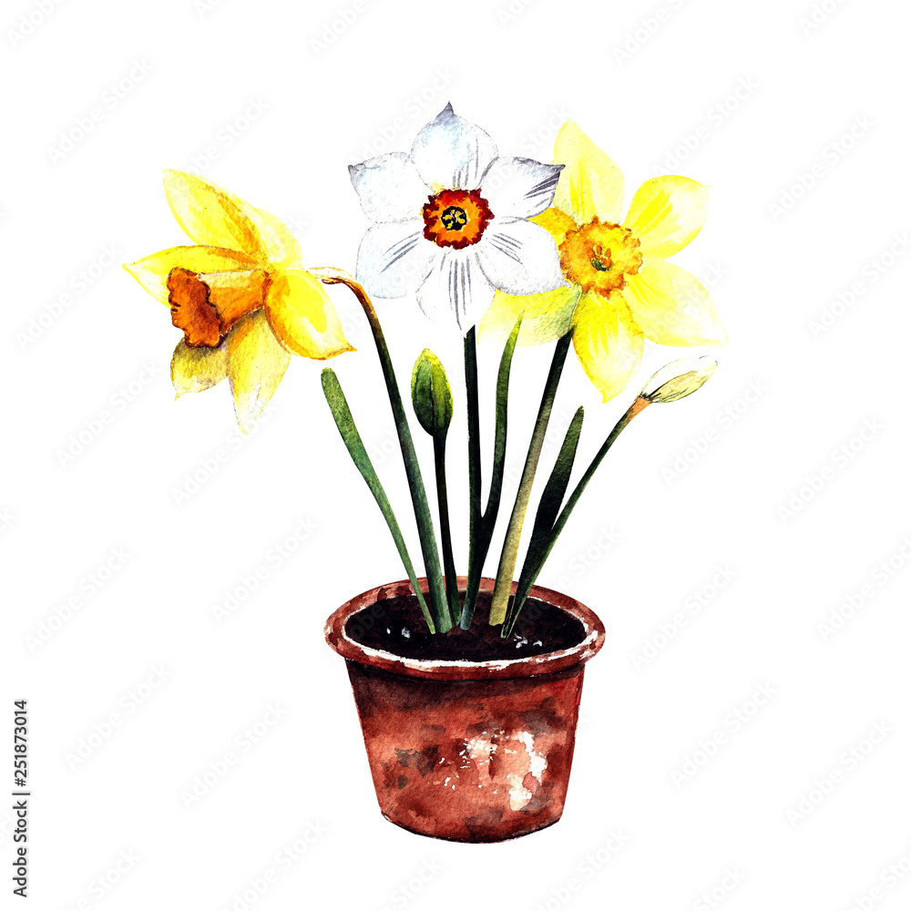 Narcissus in a pot watercolor illustration on white background