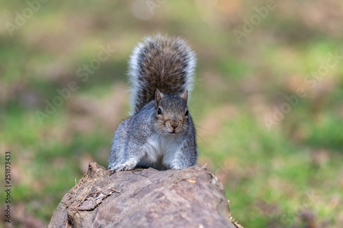 Fototapeta Eastern gray squirrel 