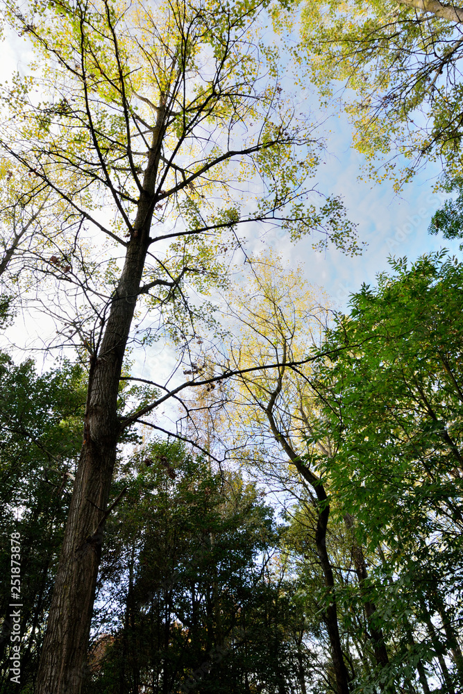Fototapeta premium arbres et forets 9