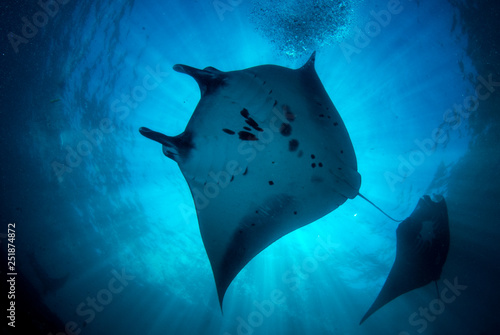 Incredible underwater world of Bali - Manta biristis. Diving and underwater photography in the Indian Ocean.