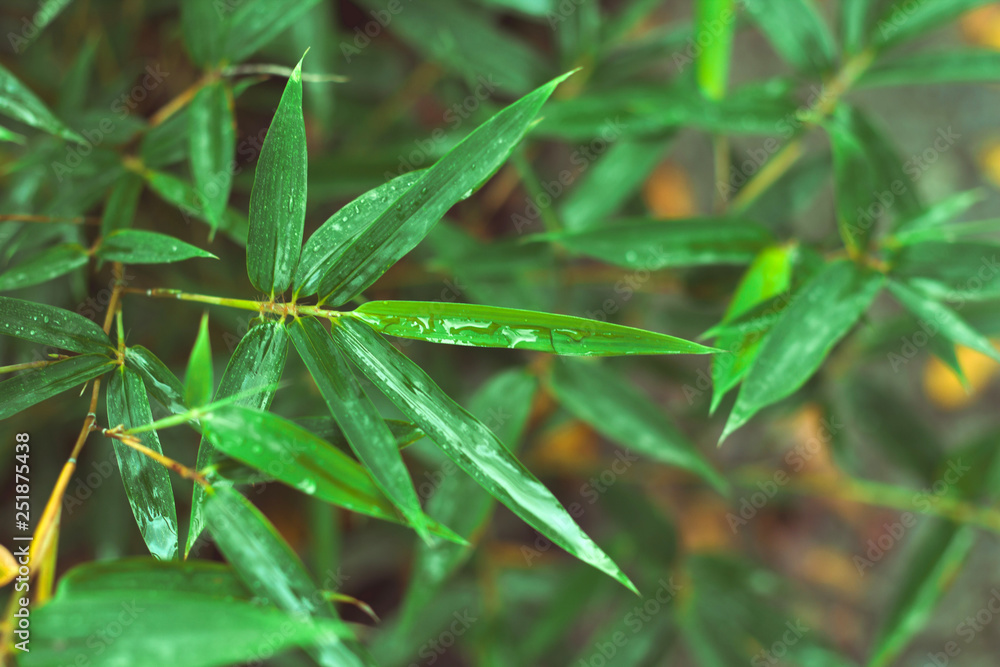 close up fresh green bamboo leaves with water drops after rain close up fresh green bamboo leaves with water drops after rain