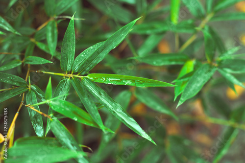 close up fresh green bamboo leaves with water drops after rain