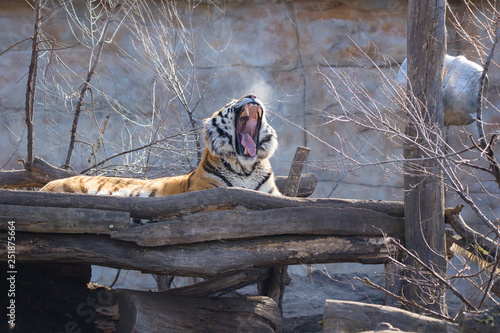 Lying yawning tiger