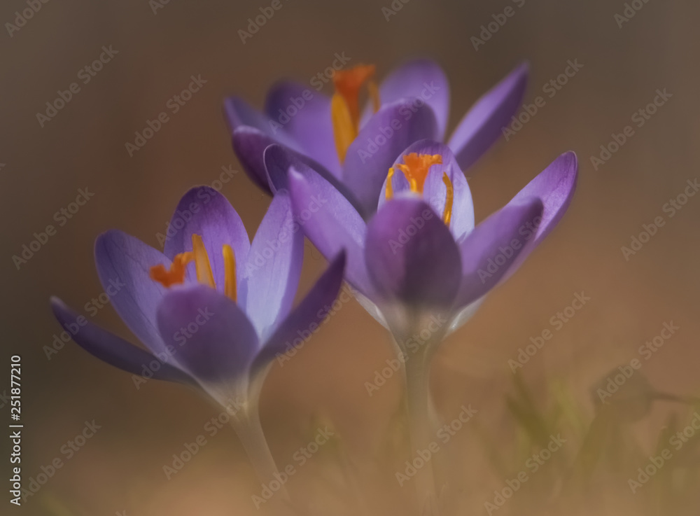 Fototapeta premium Krokusse im Sonnenlicht