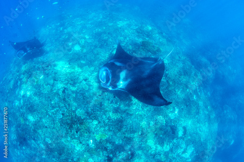Incredible underwater world of Bali - Manta biristis. Diving and underwater photography in the Indian Ocean.