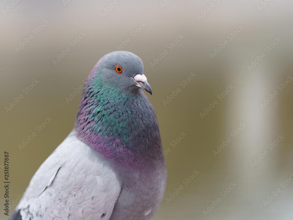 Portrait of the urban pigeon. Bird looks like a model. Portrait of the urban pigeon. Bird looks like a model.