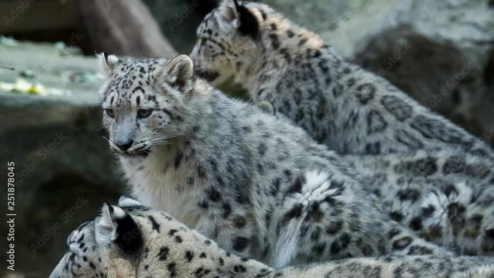 Snow leopard with young kittens (Panthera uncia) Snow leopard with young kittens (Panthera uncia)