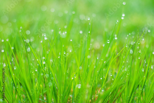 Summer Background - Nature Background - Green Grass with morning dew drops