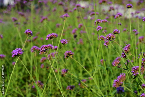 Purple flowers with bees that are living in beautiful gardens
