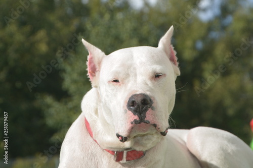 Dogo argentino