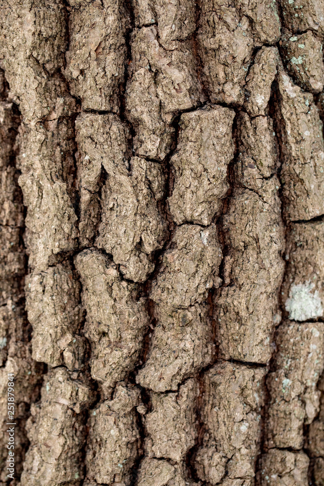 Closeup of a tree trunk Closeup of a tree trunk