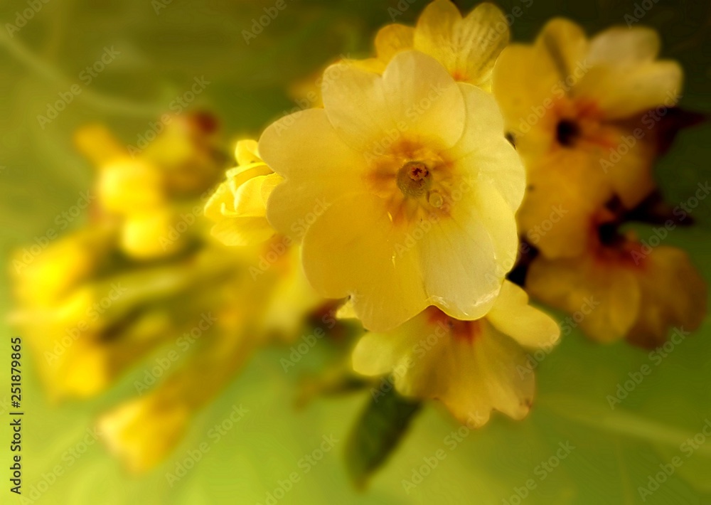 rosée florale rosée florale