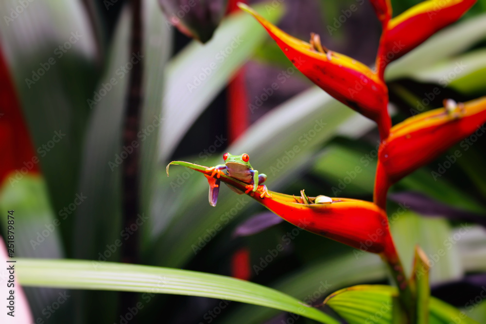 Frog relaxing on the leaves Frog relaxing on the leaves
