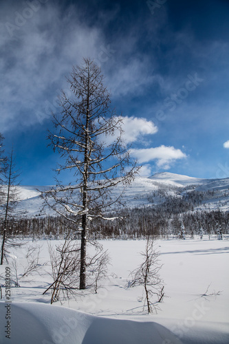 Winter mountain landscape with snowy trees and blue sky