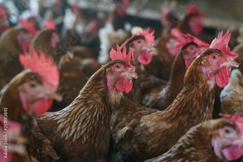 Close up chicken heads in a farm © cajarima