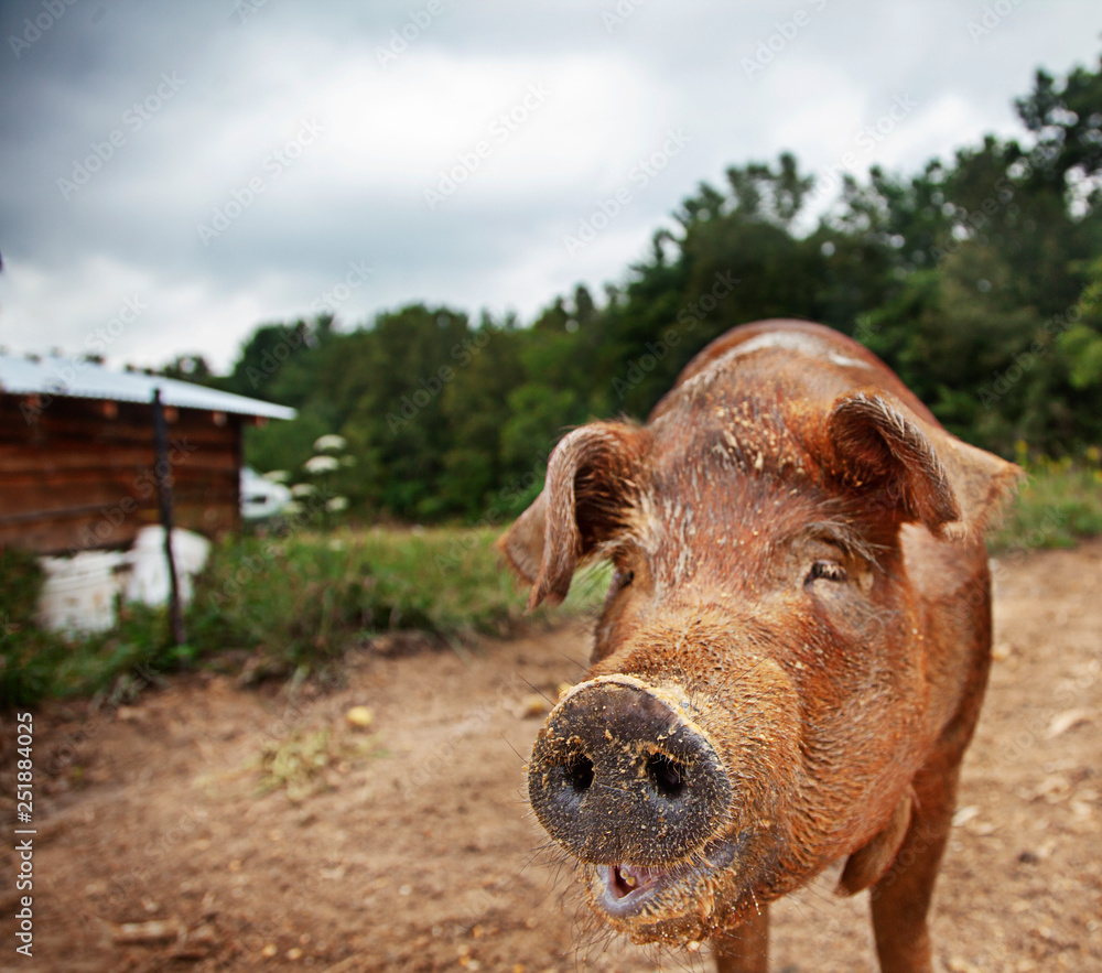 Fototapeta premium Pig on farm muddy and funny