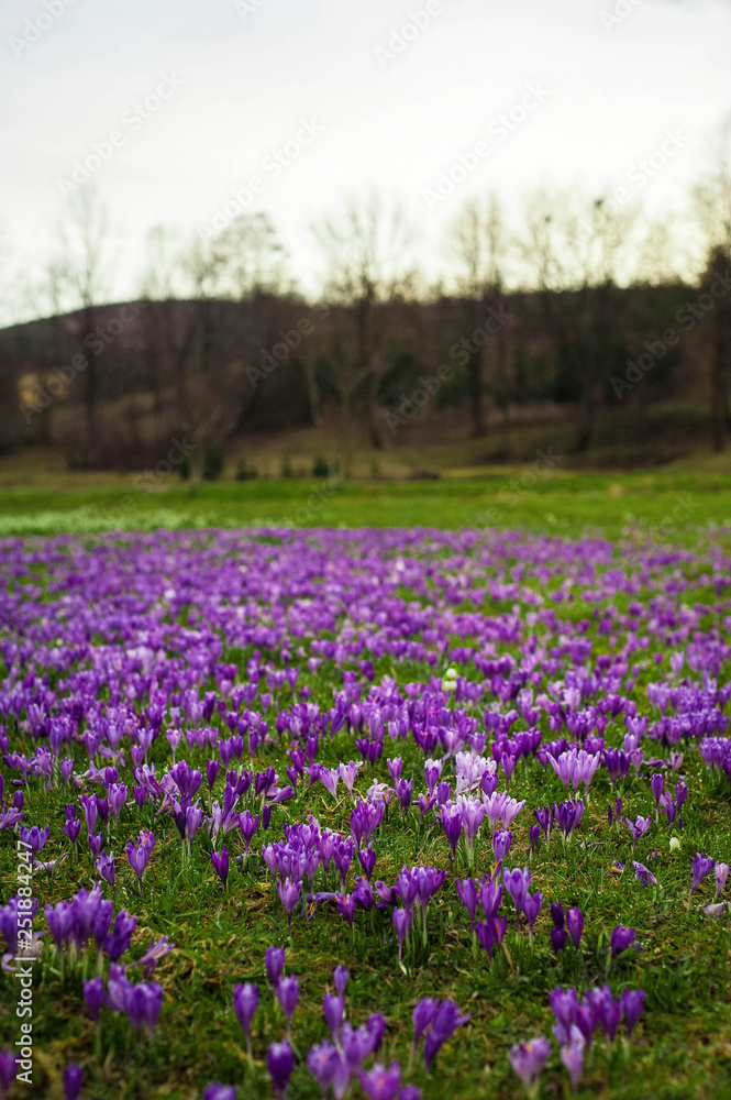Colorful spring landscape in Carpathian village with fields of blooming crocuses. Saffron blossoms on a bright sunny day in the garden near the house. Colorful spring landscape in Carpathian village with fields of blooming crocuses. Saffron blossoms on a bright sunny day in the garden near the house.