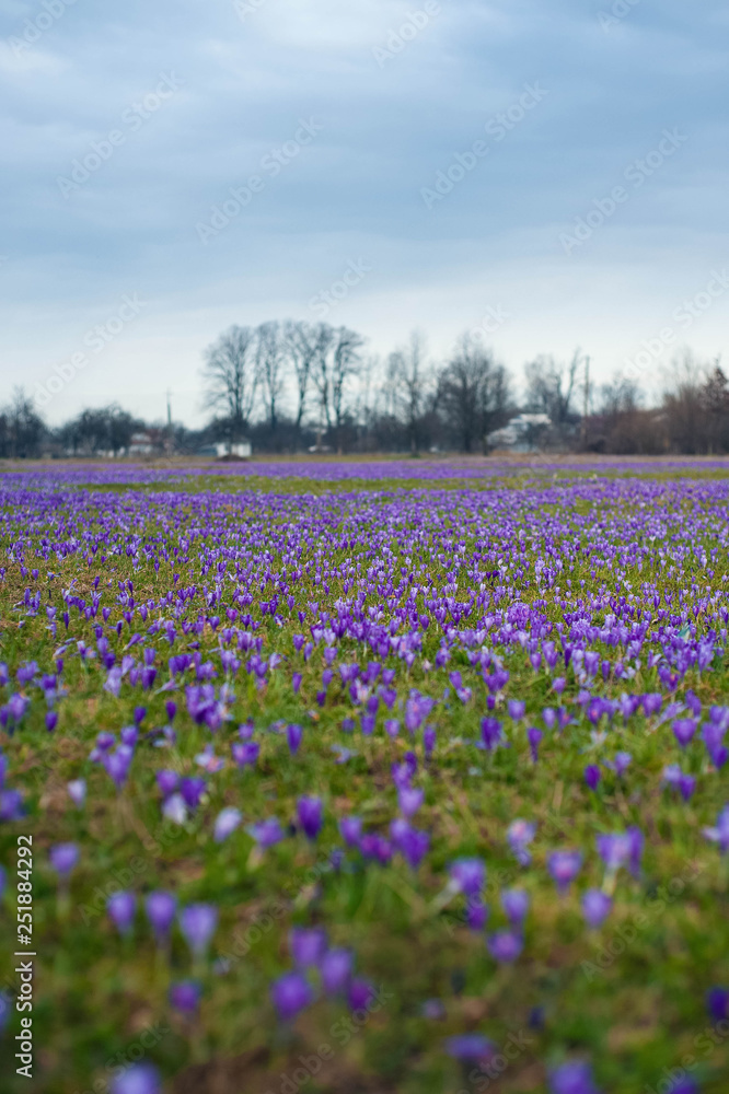 Colorful spring landscape in Carpathian village with fields of blooming crocuses. Saffron blossoms on a bright sunny day in the garden near the house.