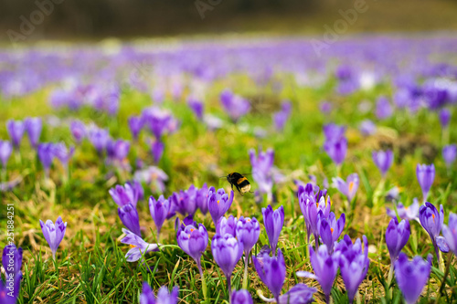 Colorful spring landscape in Carpathiands with fields of blooming crocuses. Purple Saffron blossoms on a bright sunny day in the pasture. View of blooming Crocuses on a Meadow.