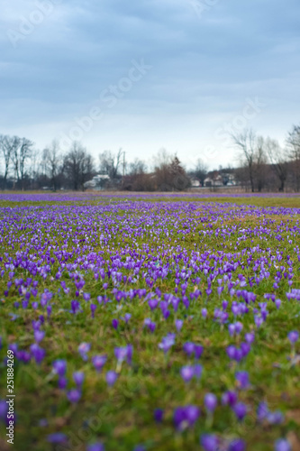 Colorful spring landscape in Carpathian village with fields of blooming crocuses. Saffron blossoms on a bright sunny day in the garden near the house.