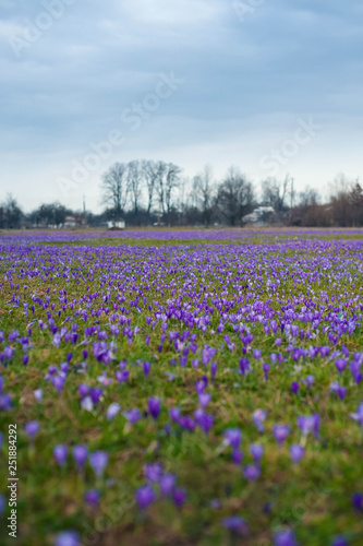 Colorful spring landscape in Carpathian village with fields of blooming crocuses. Saffron blossoms on a bright sunny day in the garden near the house.