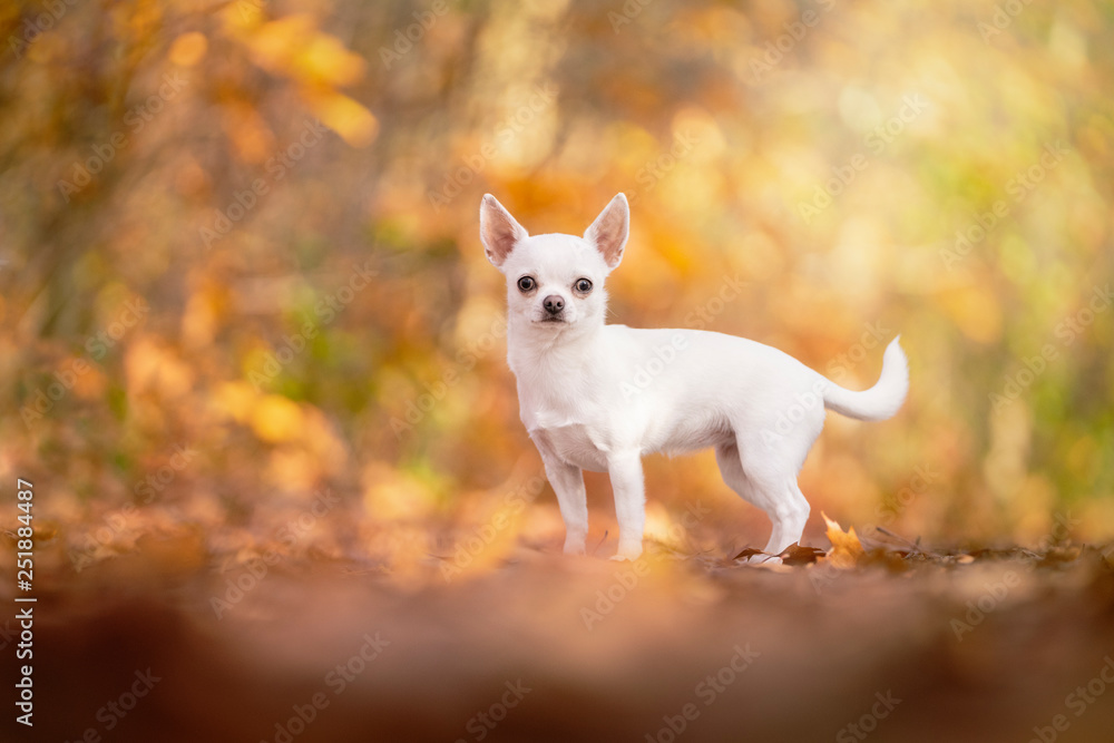 Chihuahua dog sitting in an autumn forest lane with sunbeams Chihuahua dog sitting in an autumn forest lane with sunbeams