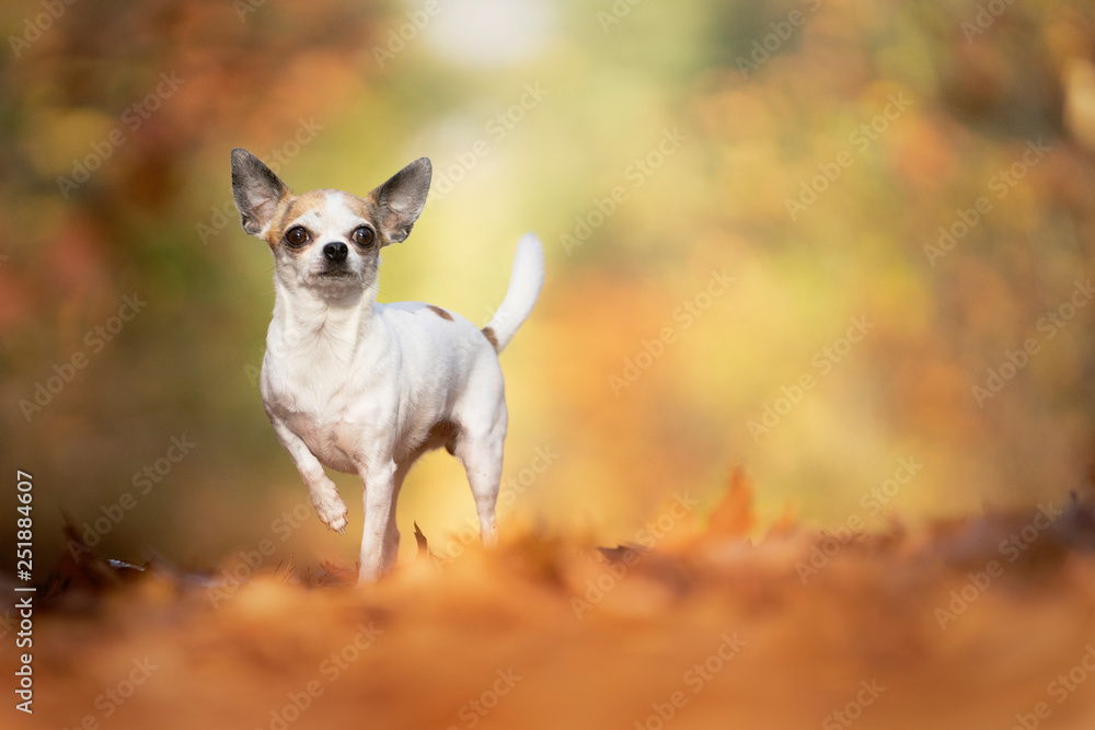 Chihuahua dog sitting in an autumn forest lane with sunbeams Chihuahua dog sitting in an autumn forest lane with sunbeams