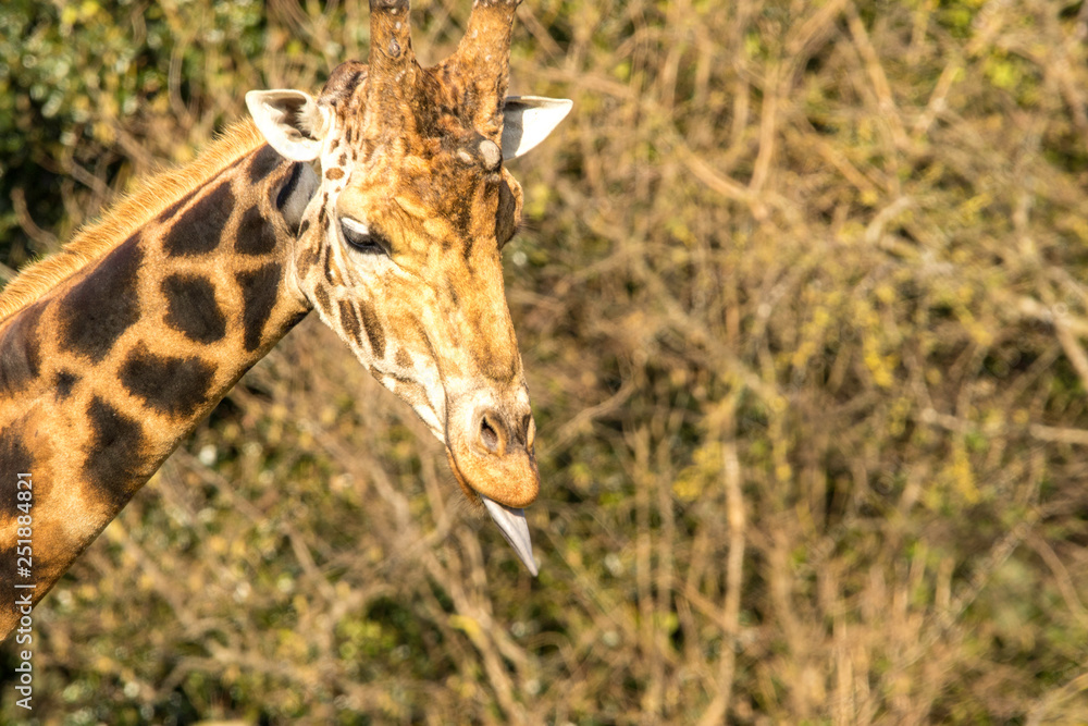 Obraz premium Giraffe