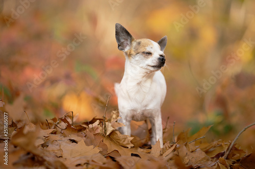 Chihuahua dog sitting in an autumn forest lane with sunbeams