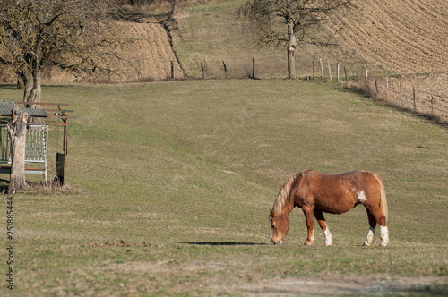 portrait of brown horse grazing in a meadow