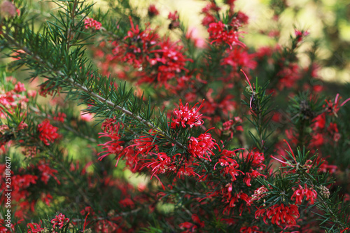 Closeup blooming Grevillea plant with red flowers. photo