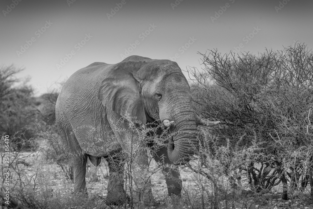 Fototapeta premium Bull Elephant grax=zing among thorn bushes - Etosha, Namibia