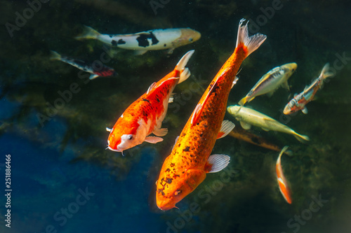 A selection of Koi carp fish swimming in a pond. There are two large golden and black ones and then a silver, yellow and black seller ones © Christine Bird