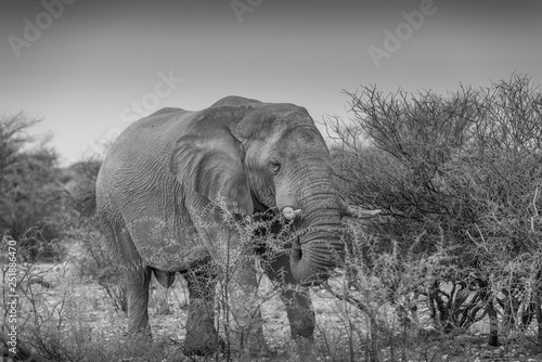 Bull Elephant grax=zing among thorn bushes - Etosha, Namibia