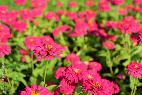 closeup of pink flowers in the garden