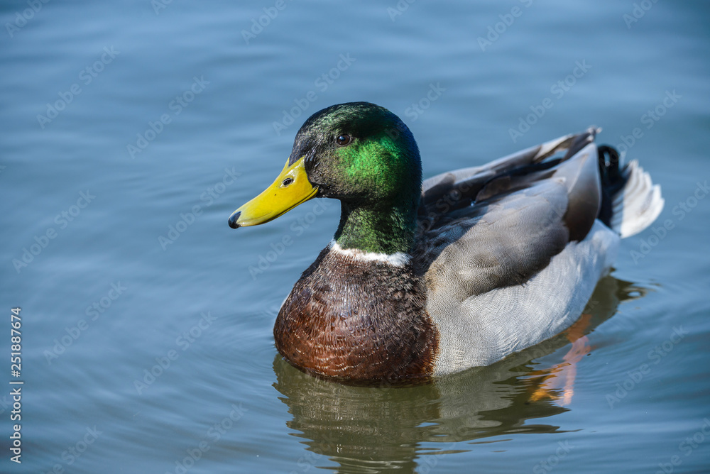 Close-up of a Mallard Duck (Anas platyrhynchos) swimming in the water. Close-up of a Mallard Duck (Anas platyrhynchos) swimming in the water.