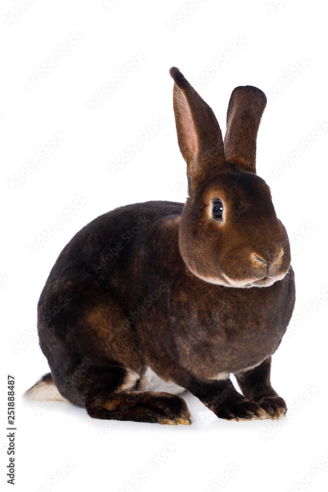 Fototapeta premium Castor rex rabbit on white background