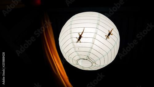 House Geckos Inside Chinese Paper Lantern - Boracay, Philippines
