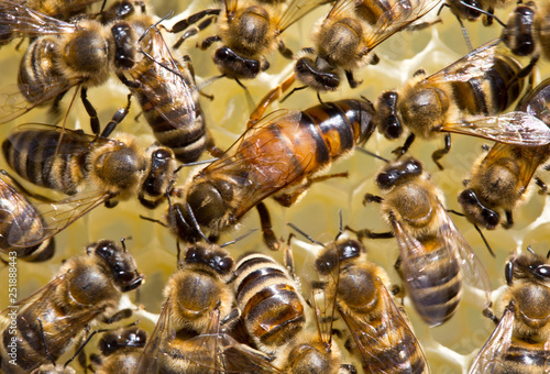The young queen bee moves on honeycombs
