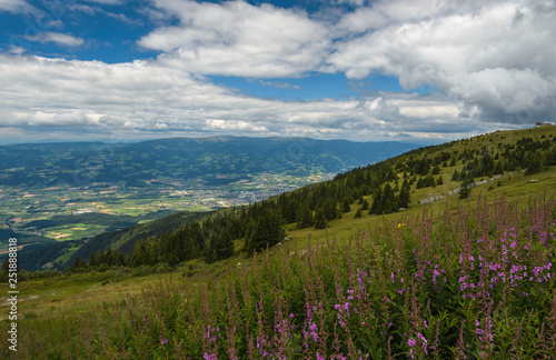 Flowering field at summer in mountains. Styria, Austria.