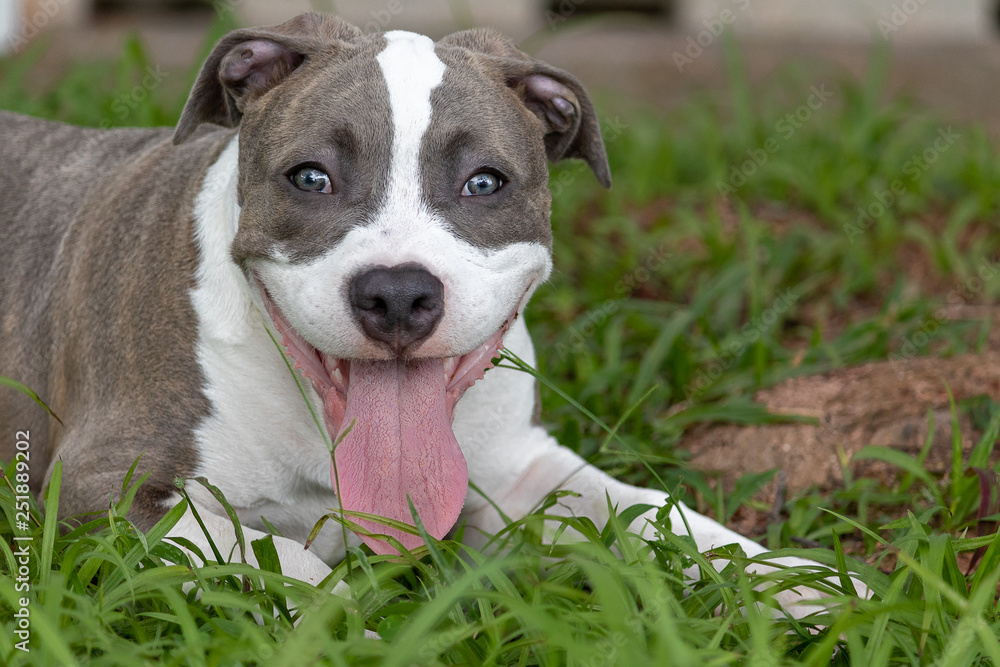 pitbull puppy showing his tongue pitbull puppy showing his tongue