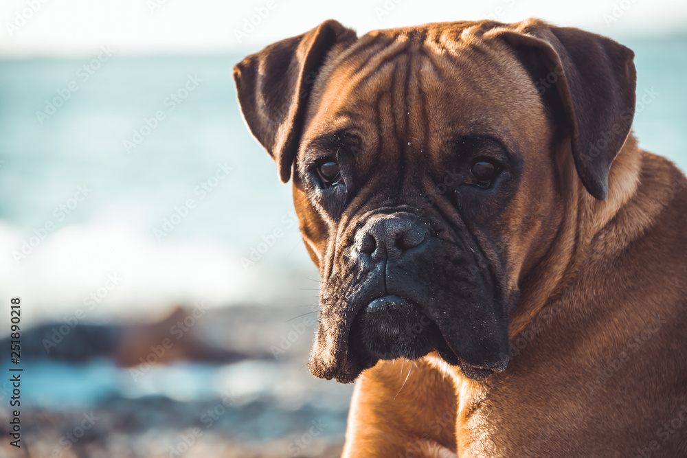 Boxer dog on the beach. Face expression and poses. Copy space