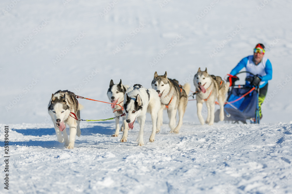 Musher and Siberian husky team at snow winter competition Musher and Siberian husky team at snow winter competition